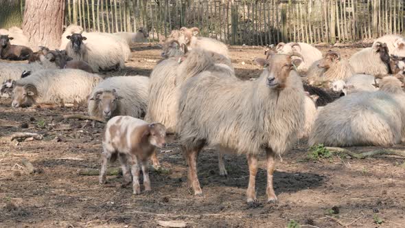 Sheep and Lambs in spring season, new life