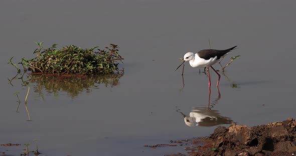 Black-Winged Stilt, himantopus himantopus, Adult Looking for Food in Water