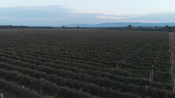 Aerial flight over beautiful vineyard landscape in Kvareli, Georgia