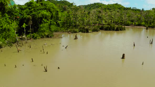 Marshland in the Rainforest. Siargao,Philippines.