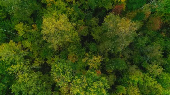 Aerial Video of Autumn Forest in the Evening