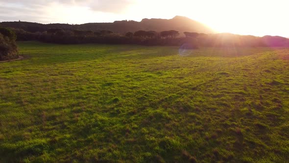 Aerial Drone View Over Green Forest