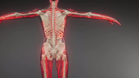 Blood Vessels of Human Body alt