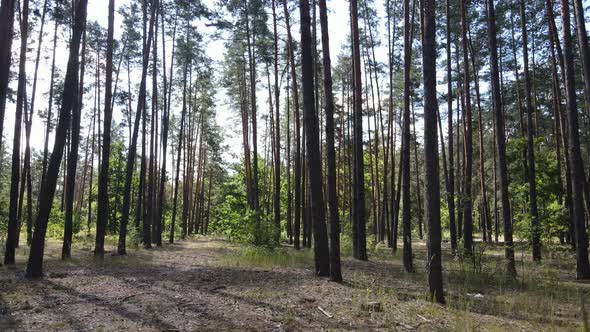 Natural Landscape in the Forest During the Day