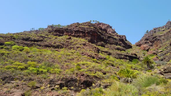 Moving Shot of Gran Canaria Valley with Trees and Grass in Surroundings