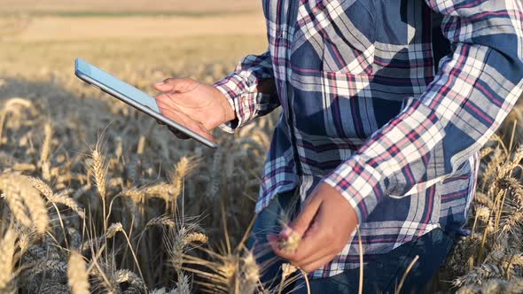 Closeup of Woman Hand Touching Tablet Pc in Wheat Stalks