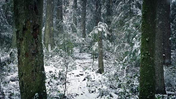 Snow Falling On Path Through Winter Forest