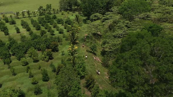 Horseback Riding In Tropical Jungle Aerial Shot 4K