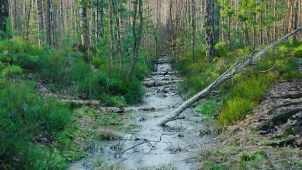 A frozen ditch with fallen trees in a green swampy forest in the middle of snowless winter