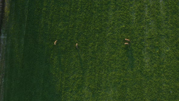 Aerial view above a herd of deer, grazing on a green field, on the countryside of Finland, golden ho