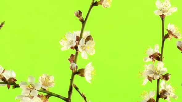 Apricot blossom isolated on green screen.