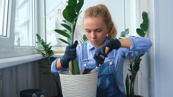 Gardener Woman Transplants Indoor Plants and Use a Shovel on Table