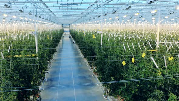 Spacious Premises of a Hothouse with Plenty of Green Plants