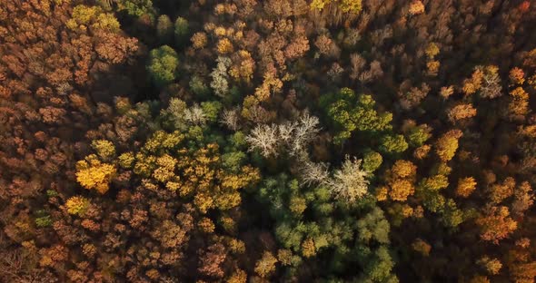 Aerial Top View of Autumn Trees in Forest Background, Caucasus, Russia. Coniferous and Deciduous