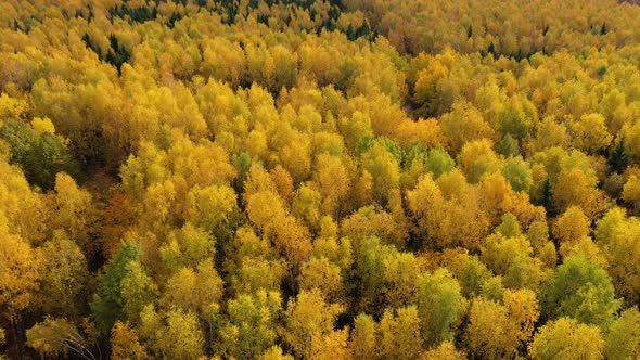 Flight Over the Autumn Forest. Crowns of Trees with Yellow Foliage. Deciduous Forest in the Fall