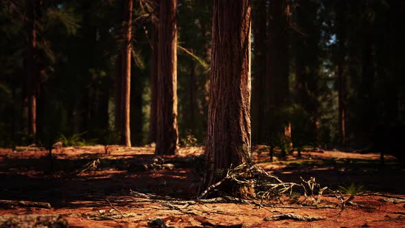 Early Morning Sunlight in the Sequoias of Mariposa Grove