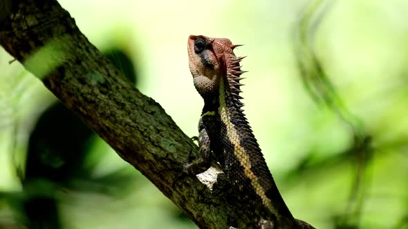 Seen looking up breathing within the forest, Forest Garden Lizard Calotes emma, Kaeng Krachan Nation