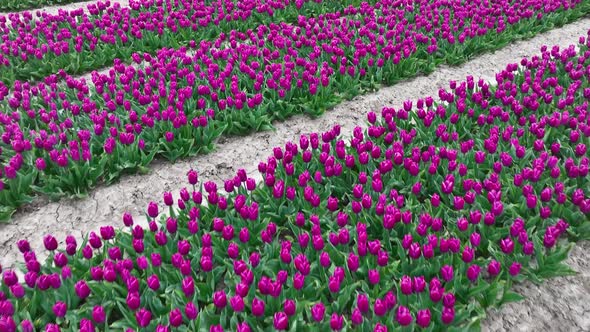 Rows of Purple Tulips in full bloom, Aerial view.