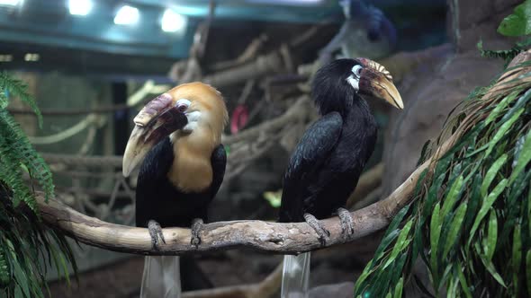 Two Papuan Kalaos are Sitting on a Branch in an Aviary Behind a Glass