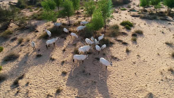 Aerial view of group of goats eating on desert landscape, Abu Dhabi, U.A.E