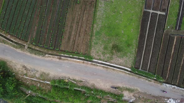 Cyclists crossing the small road in the rice field area. Top aerial view