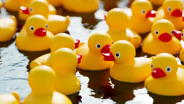 Seamless looping animation of yellow rubber ducks floating in the swimming pool