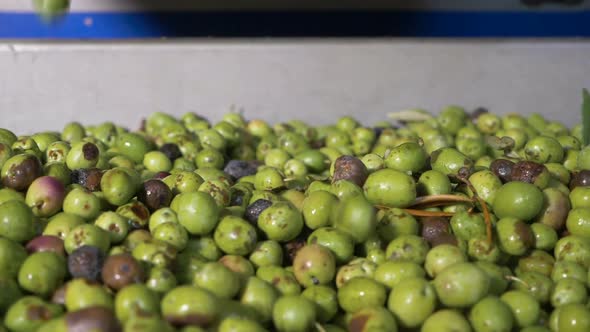 Olives falling- Food, nature, Health- slow motion
