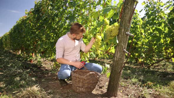 Male As Harvest Assistant in Manual Grape Selection in Vineyard