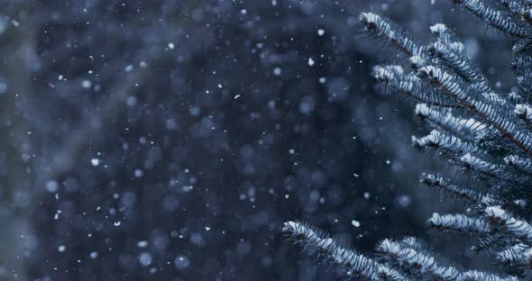 Natural randomly falling snow on a background of blue spruce branches.