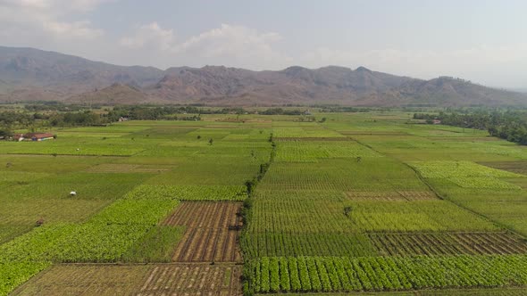 Agricultural Land in Indonesia