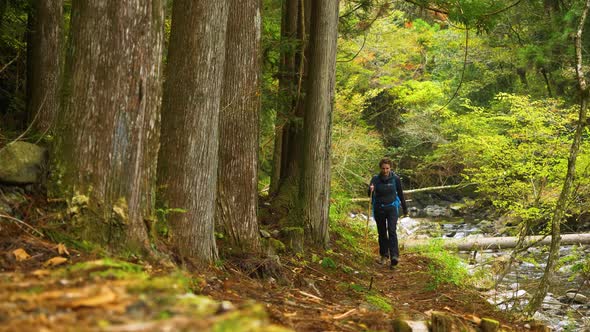 Slow motion, female walks alongside steam and strong tree trunks, Kumano Kodo