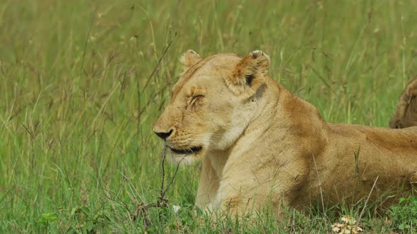 Close up of a lioness resting