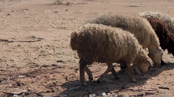 Group of Sheep Graze on the Beach By the Sea