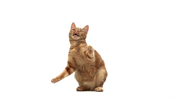 700408 Red Tabby Domestic Cat, Adult Playing against White Background, Slow motion