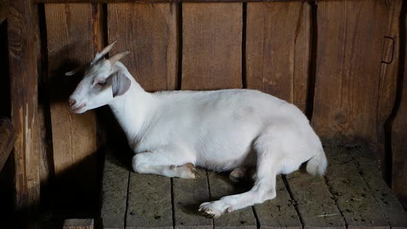 A white kid in the barn is sitting and chewing grass