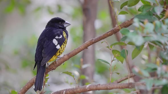 A Black-backed Grosbeak Perched on a Small Branch Surrounded with Woodland Tree Leaves in the Backgr