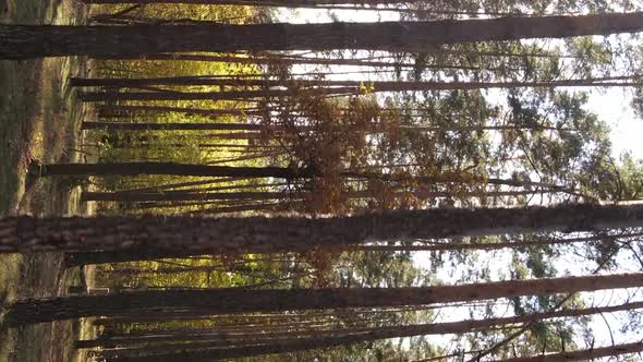 Vertical Video Autumn Forest with Trees in Ukraine Slow Motion