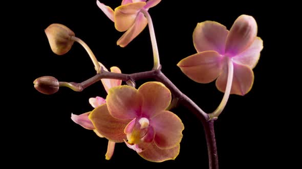 Blooming Peach Orchid Phalaenopsis Flower