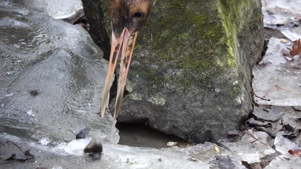 The red-crowned crane (Grus japonensis) slow motion