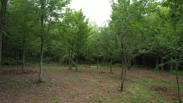 Drone Shot Small Trees