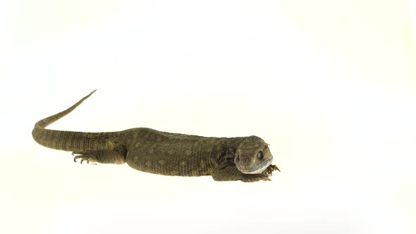 Savannah Monitor Lizard - Varanus Exanthematicus on White Background