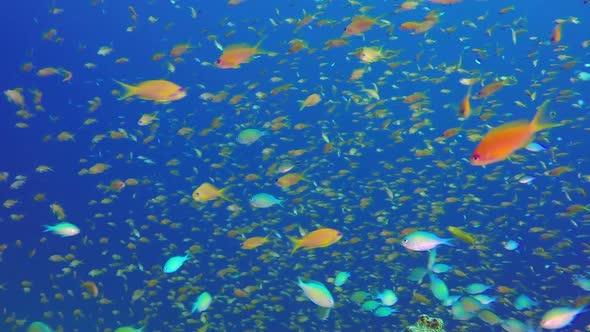 Tropical Colorful Scalefin Anthias