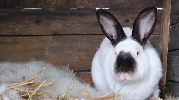 A Big Fluffy Mother Rabbit Sits Near a Rabbit Fur Nest