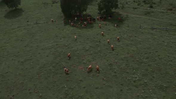 Herd of brown cows on green grass field in Altai