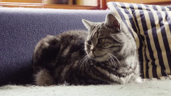 A Cat Sits on a Coach Inside a House, Rests and Looks Around.