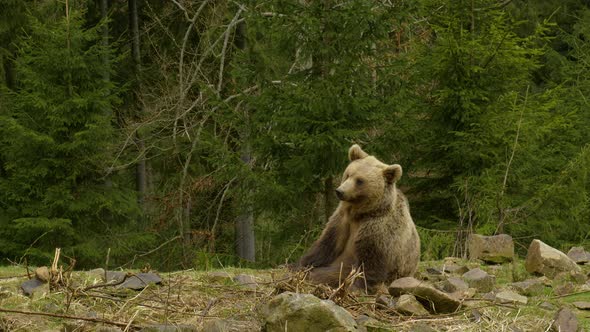 Bear Rests in Wild Forest