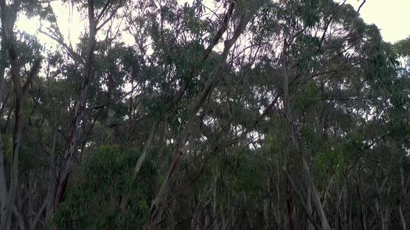 Fly Through of Australian Forests on the South Coast