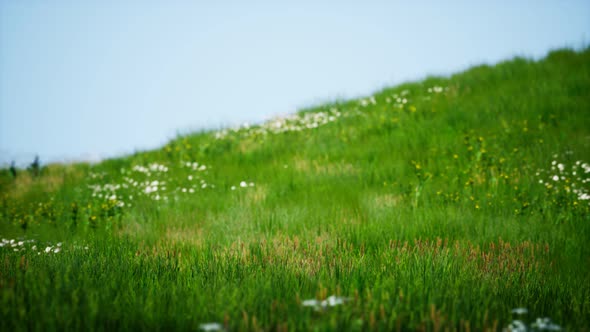 Field of Green Fresh Grass Under Blue Sky