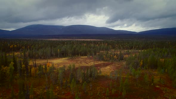 Aerial view of a colorful nordic pines forest in Estonia.