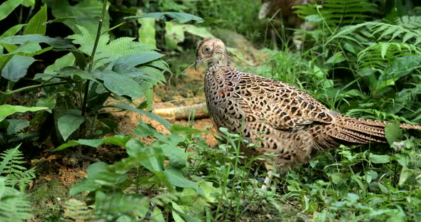 Rothschild Peacock Pheasant in The Park 